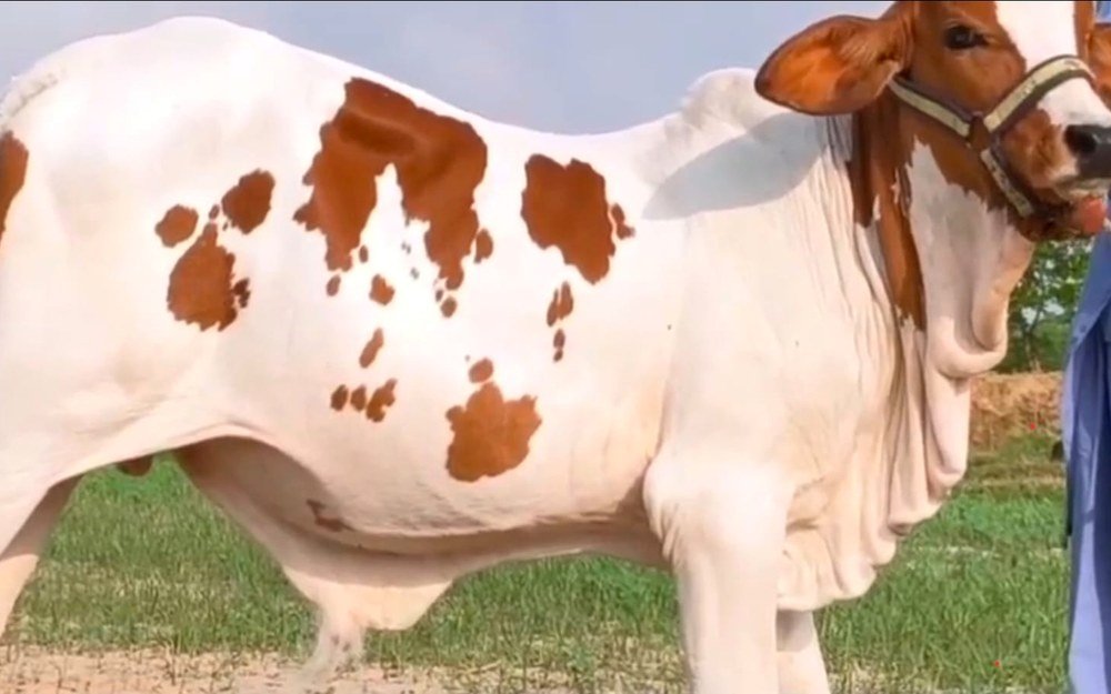 Premium cattle and goats care